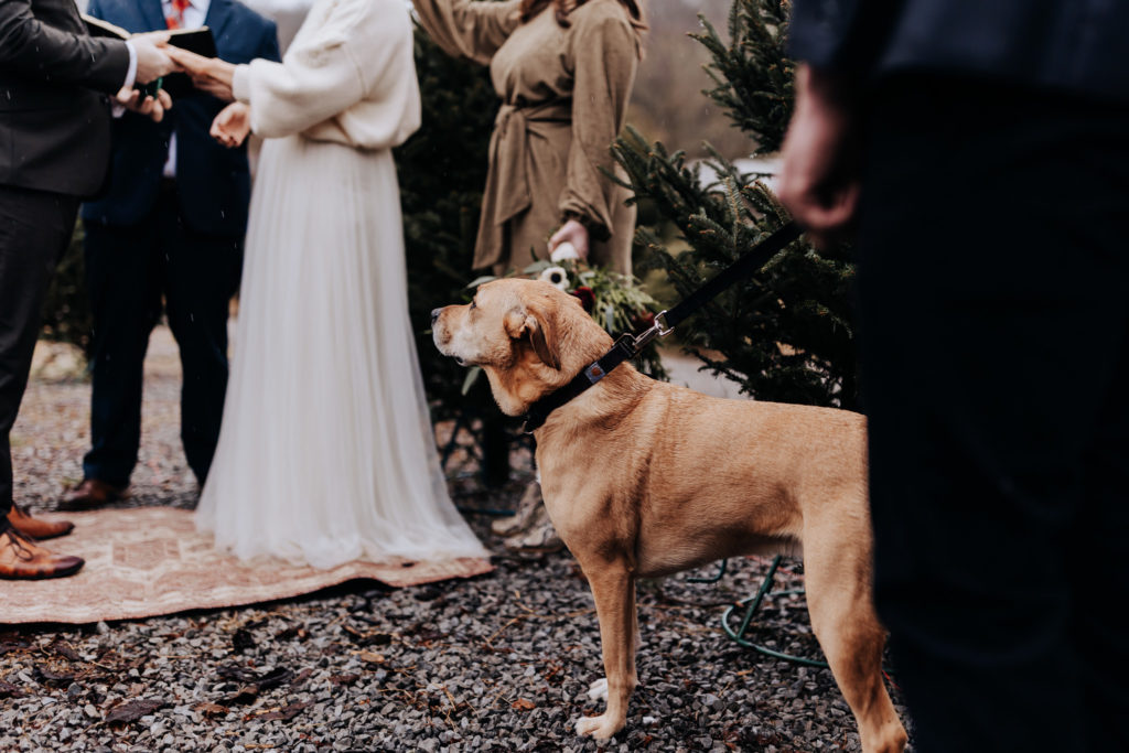 A dog watching his parents get married at a christmas tree farm elopement. 