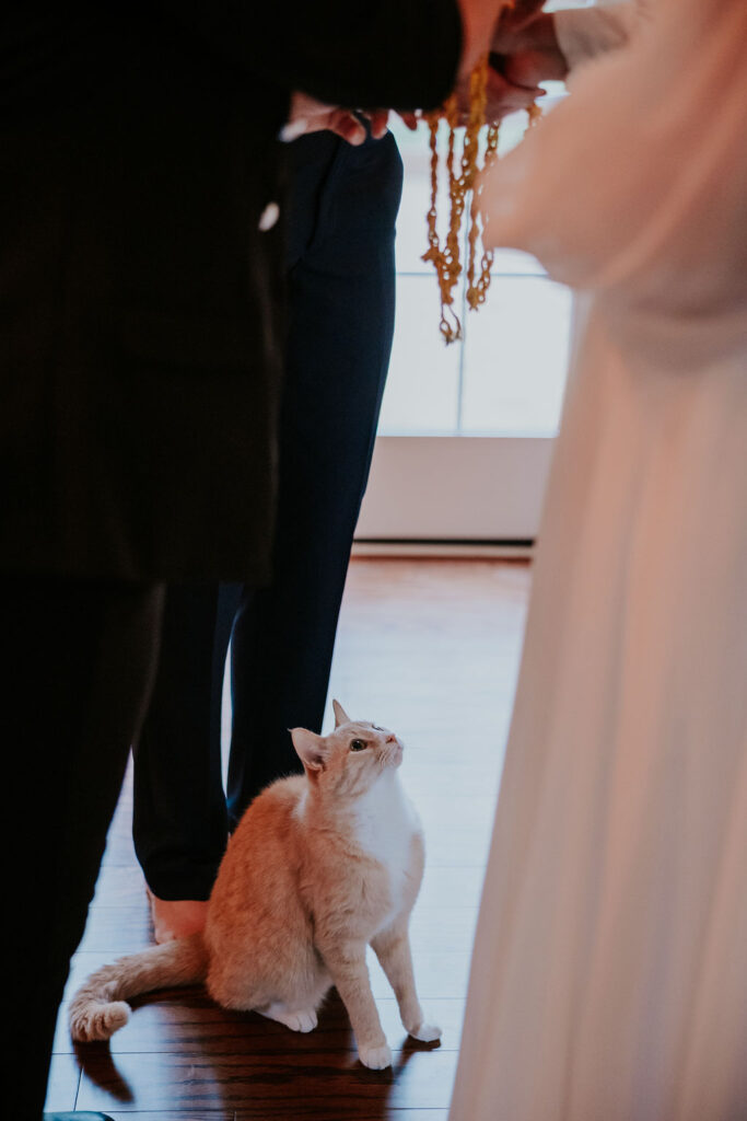 Nashville Elopement Photographer captures cat looking up at brides during braid tying ceremony