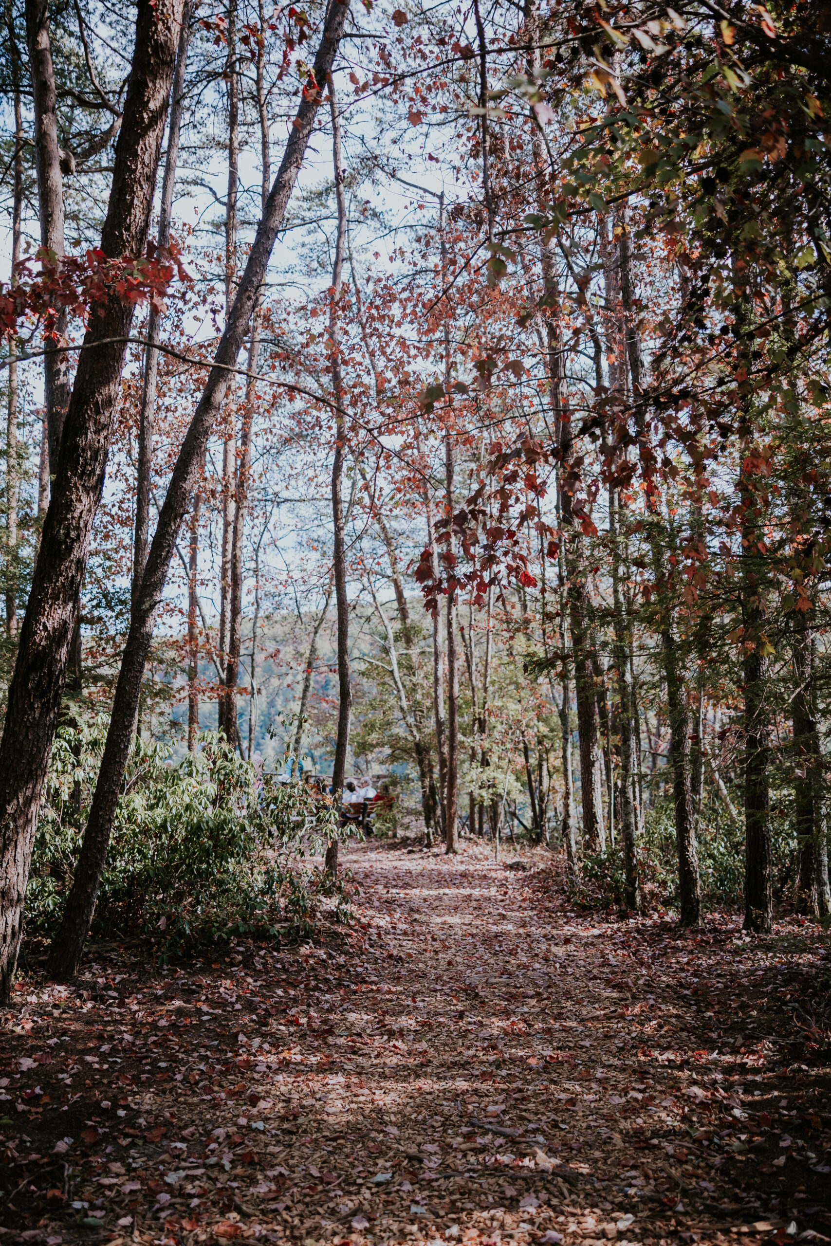 A peaceful forest path surrounded by autumn trees at Fall Creek Falls State Park, setting the scene for a romantic and adventurous elopement.