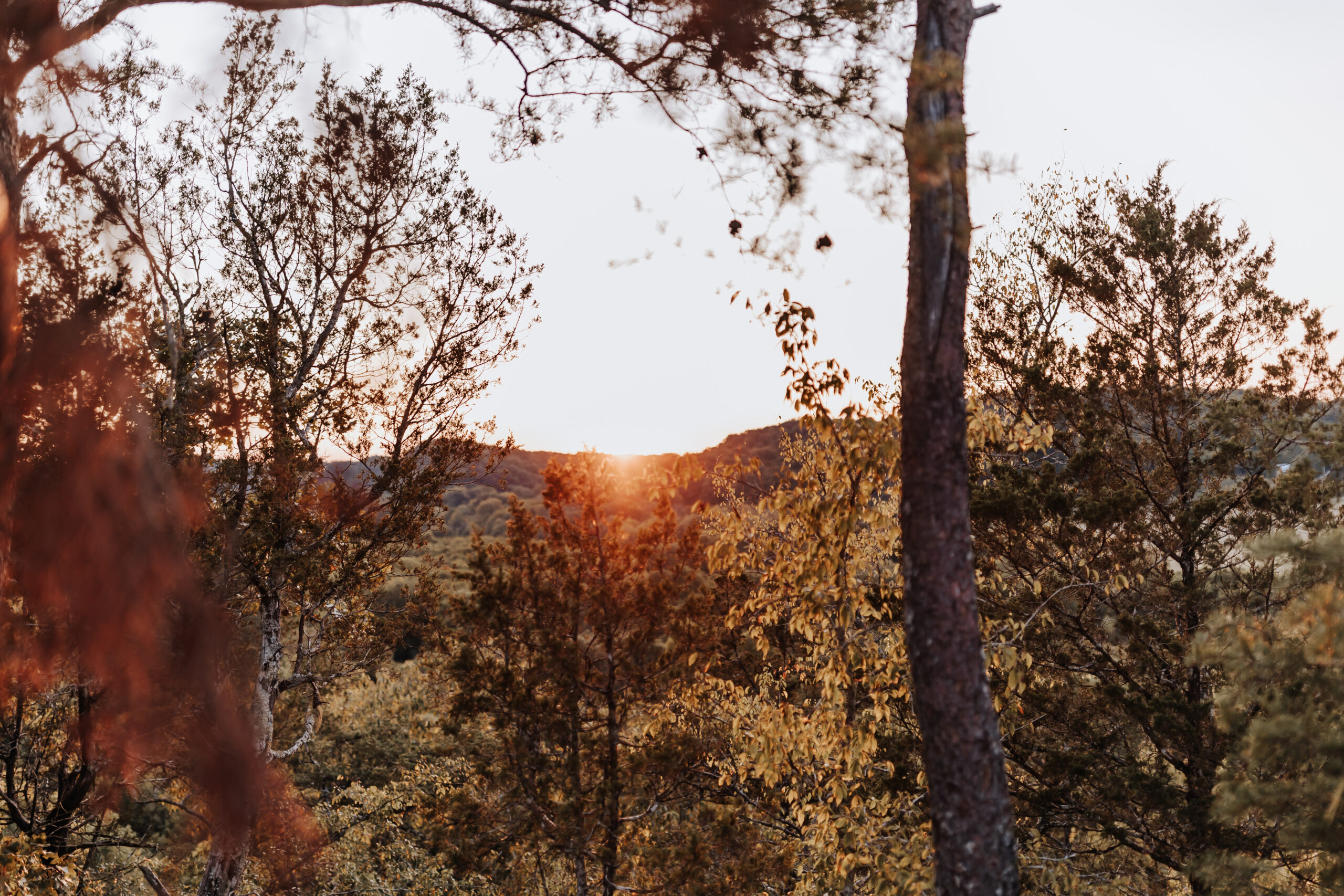A peaceful forest view of a glowing sunset behind the trees in autumn, creating a dreamy backdrop for engagement sessions.